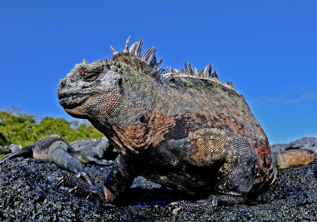 Bed and Breakfast Galapagos Eco Friendly Пуерто-Бакерісо-Морено Екстер'єр фото