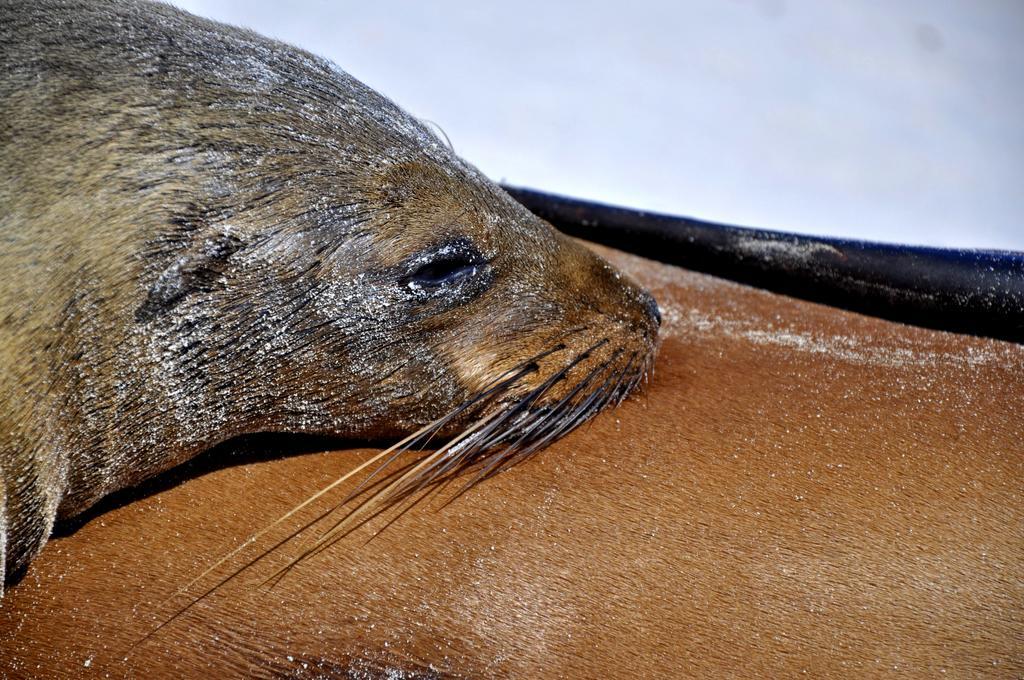 Bed and Breakfast Galapagos Eco Friendly Пуерто-Бакерісо-Морено Екстер'єр фото