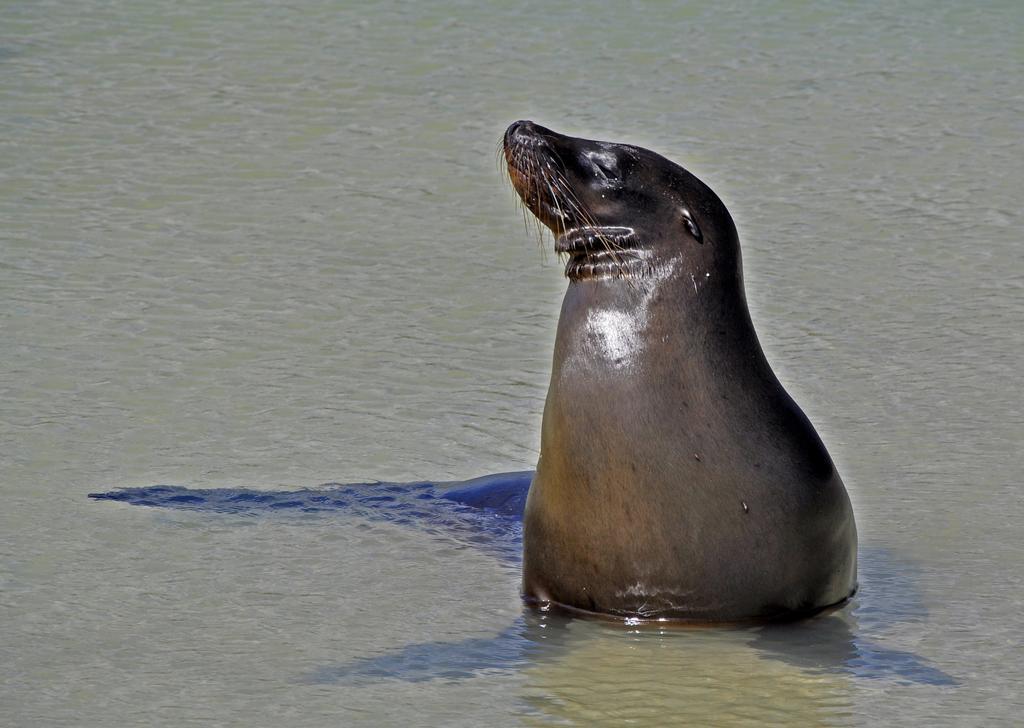 Bed and Breakfast Galapagos Eco Friendly Пуерто-Бакерісо-Морено Екстер'єр фото